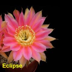 Eclipse.4.2.jpg 